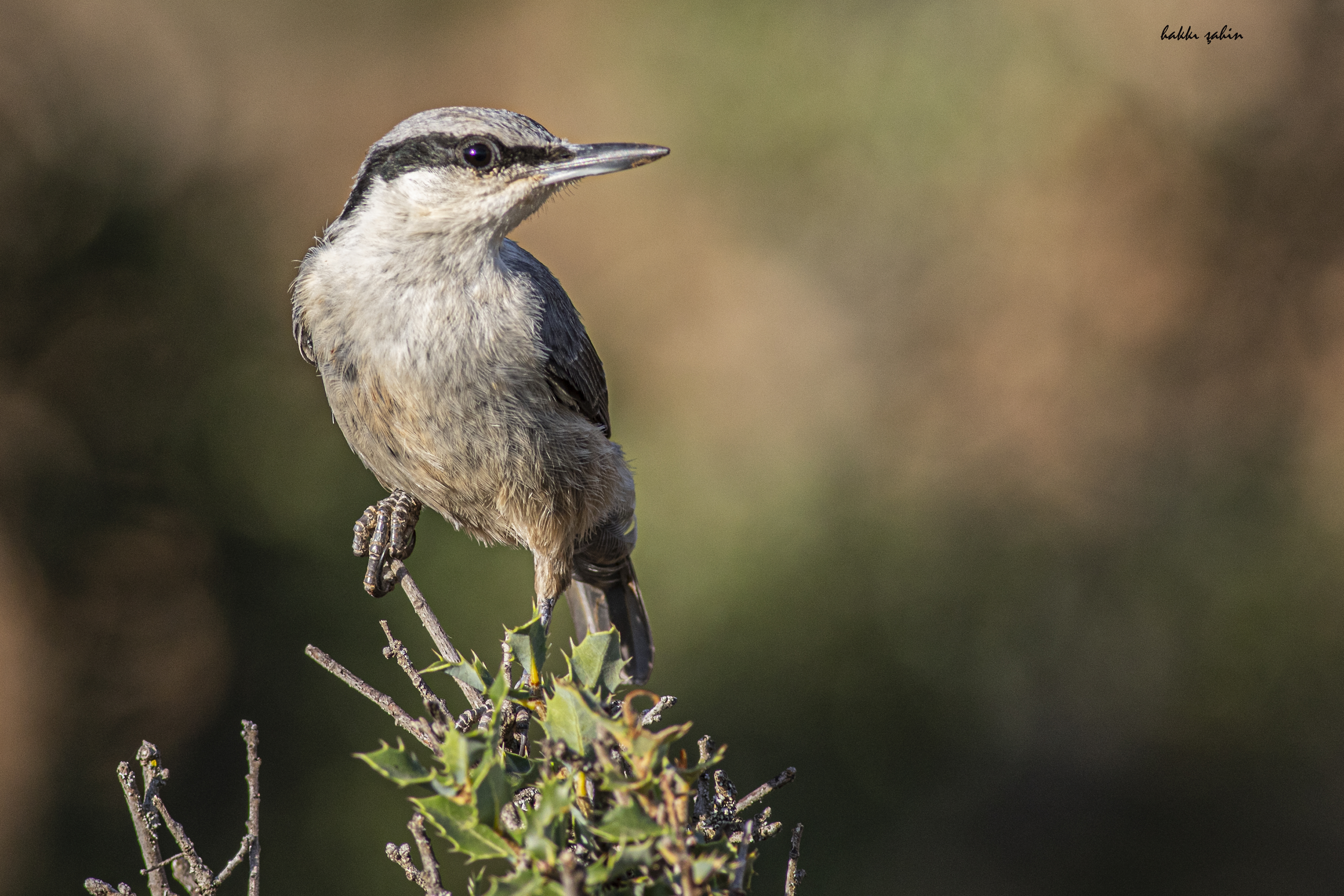 Western Rock Nuthatch